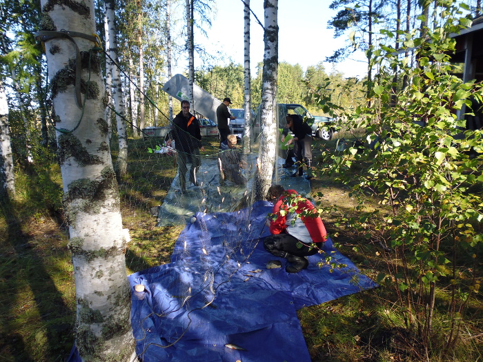 Oppilaat irrottamassa kaloja