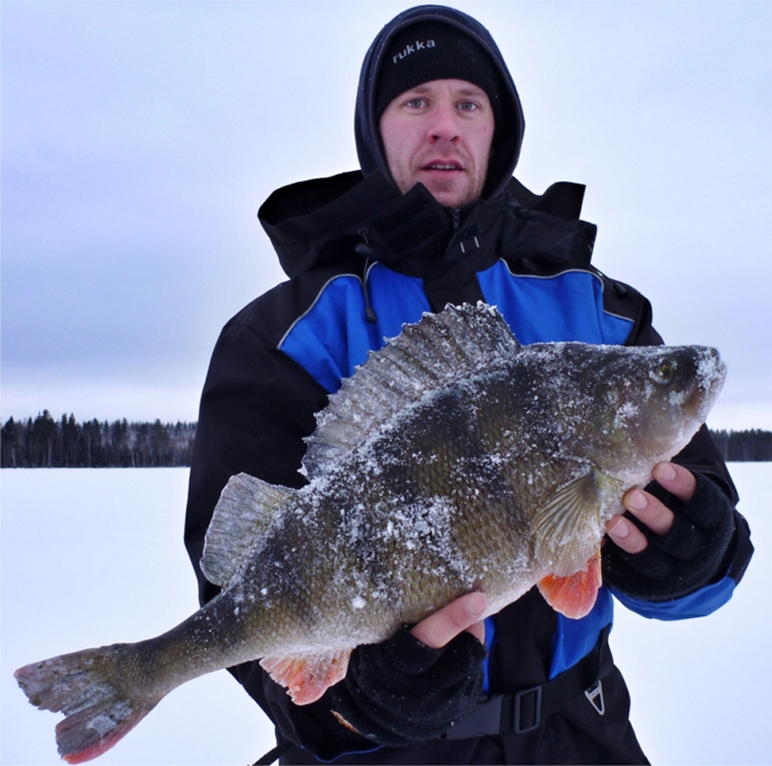 Henri Pennanen ja ahven 2495g