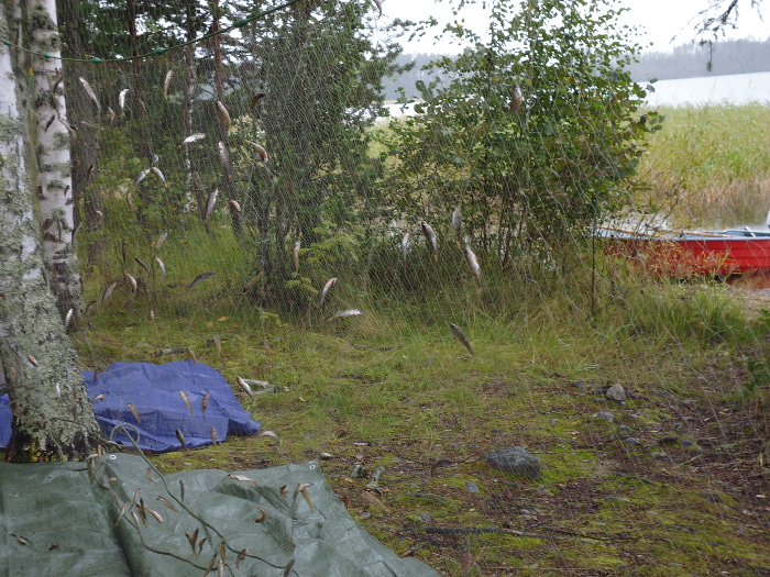 Koekalastusverkkoa