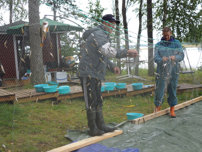 Kalojen päästelyä koekalastusverkoista