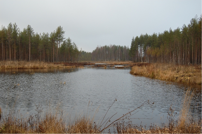 Kuolemanlamminjoen kosteikko